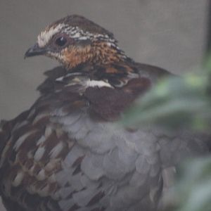 Collared hill-partridge