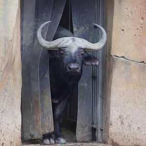 Cape buffalo looking outside