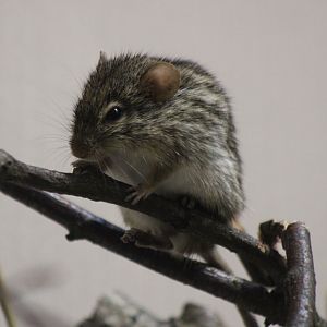 Barbary striped mouse