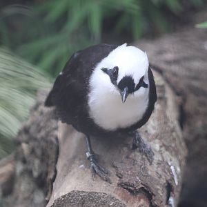 Sumatran laughing-thrush