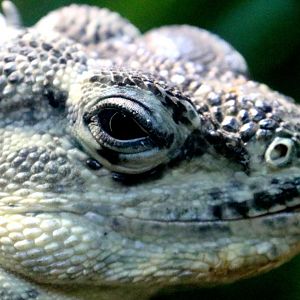 Utila spiny-tailed iguana; London Zoo; 29th November 2019