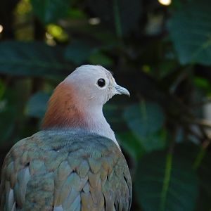 Chestnut Naped Imperial Pigeon
