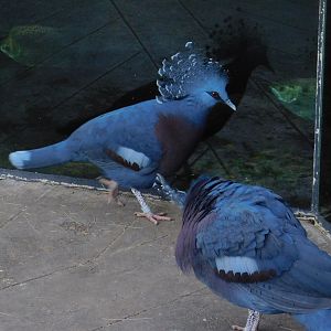 Victoria Crowned Pigeon