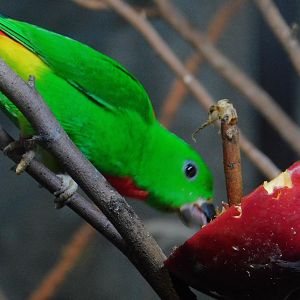 Blue Crowned Hanging Parrot