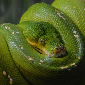 Green Tree Python