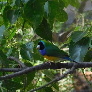 Gouldian Finch