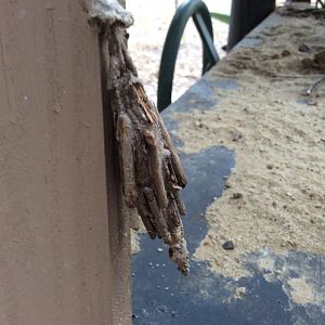 Some sort of Caterpillar Cocoon