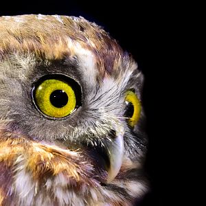 Norfolk Island Morepork