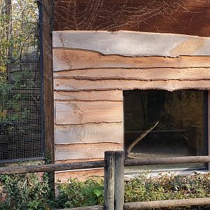 Indoor-enclosure Ring-tailed lemur