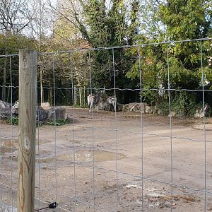 Chapman zebra enclosure