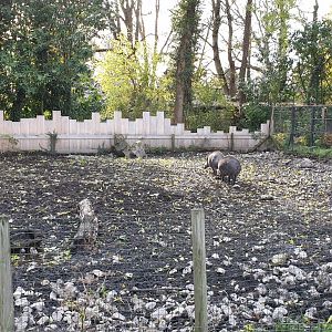 Visayan warty pig enclosure