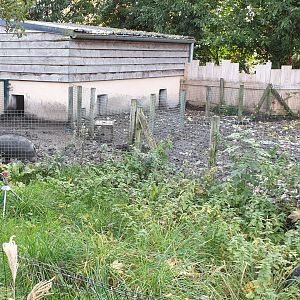 Visayan warty pig indoor enclosure and seperation-enclosure