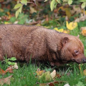 Bush dog