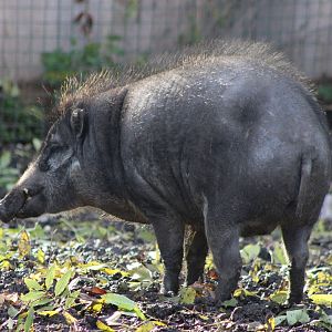 Visayan warty pig - female