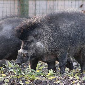 Visayan warty pigs - pair