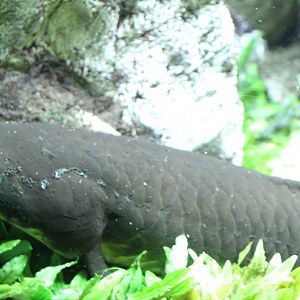 Australian lungfish