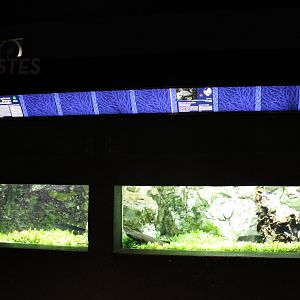 West-african and Australian lungfish aquariums