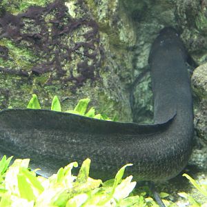 West-african lungfish