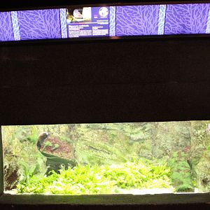 Aquarium South American lungfish
