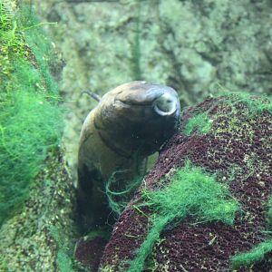 South American lungfish