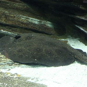 Leopold's freshwater ray