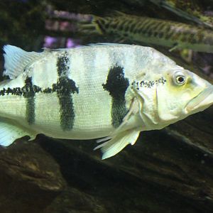 Cichla species
