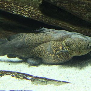 Cephalosilurus apurensis