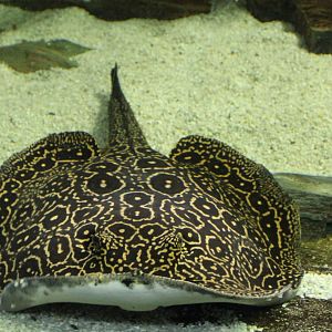Ocellated river stingray