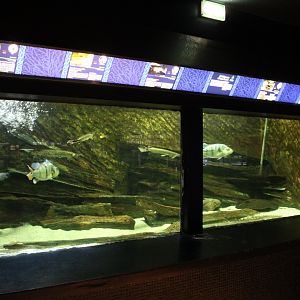 Aquarium with freshwater predators