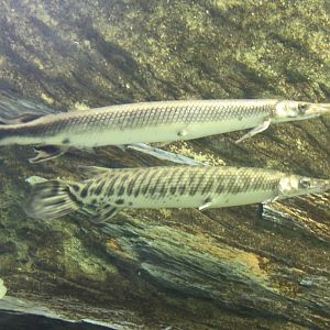 Long-nose and Spotted gar
