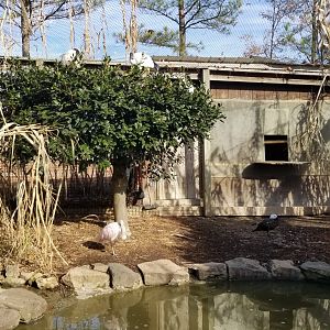 Metro Richmond - inside Aviary; Roseate Spoonbill, Sacred Ibis, ducks