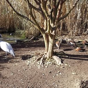 Metro Richmond - Aviary, Stanley Crane and ducks