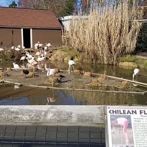 Metro Richmond - Chilean Flamingos