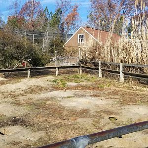 Metro Richmond - Black-tailed Prairie Dog, snow leopard visible in background
