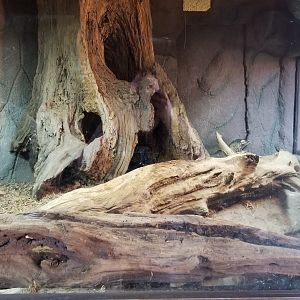 Metro Richmond - Komodo Dragon exhibit