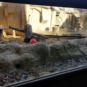 Metro Richmond - Meerkats outdoor area