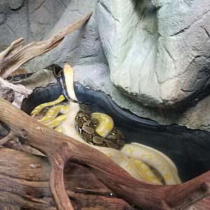 Metro Richmond - Reticulated and Burmese pythons