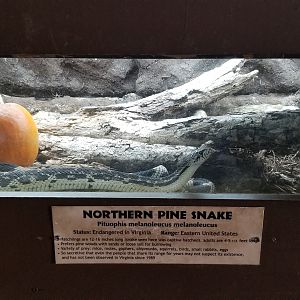 Metro Richmond - Northern Pine Snake