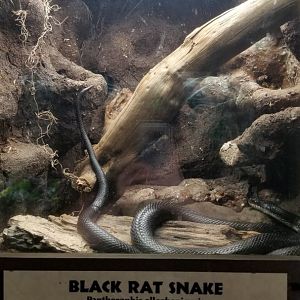 Metro Richmond - Black Rat Snake