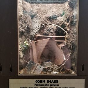 Metro Richmond - Corn Snake