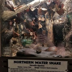 Metro Richmond - Northern Water Snake