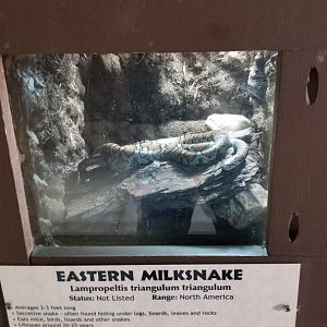 Metro Richmond - Eastern Milksnake