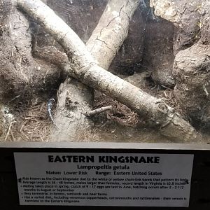 Metro Richmond - Eastern Kingsnake