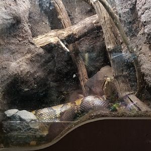 Metro Richmond - Eastern Cottonmouth