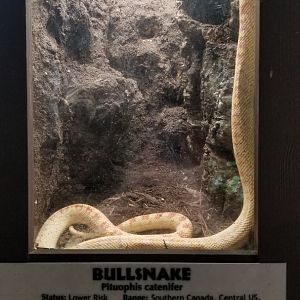 Metro Richmond - Bullsnake