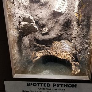Metro Richmond - Spotted Python