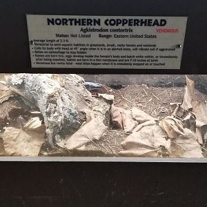 Metro Richmond - Nothern Copperhead