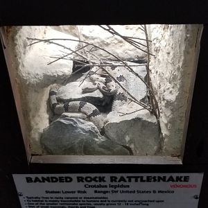 Metro Richmond - Banded Rock Rattlesnake