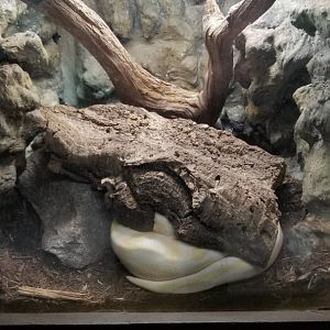 Metro Richmond - Ball Python