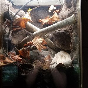 Metro Richmond - Florida Pine Snake